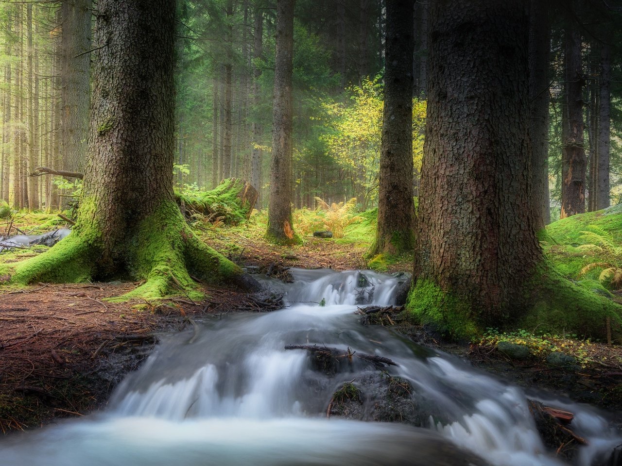 Обои деревья, лес, ручей, мох, trees, forest, stream, moss разрешение 2500x1563 Загрузить