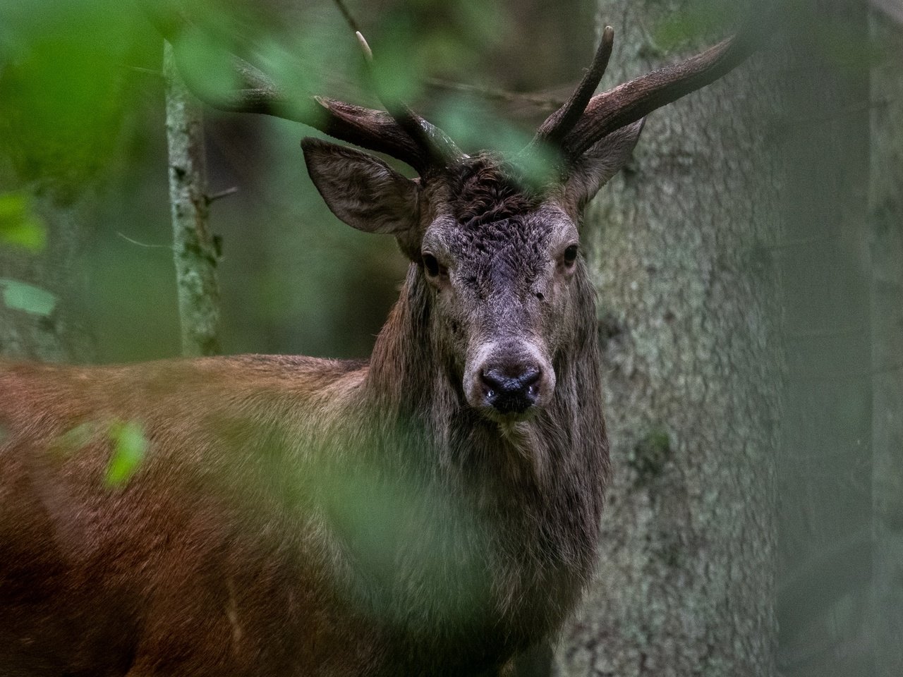 Обои деревья, природа, лес, олень, животное, trees, nature, forest, deer, animal разрешение 2047x1365 Загрузить