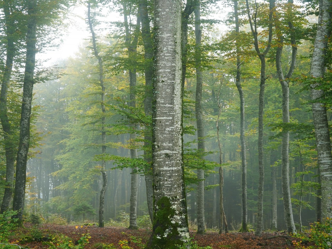 Обои деревья, туман, trees, fog разрешение 3840x2160 Загрузить