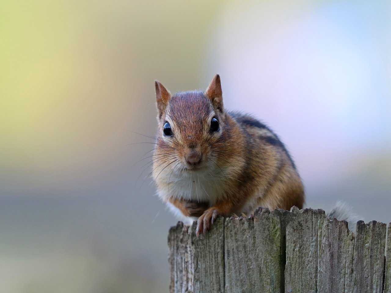 Обои фон, бурундук, грызун, background, chipmunk, rodent разрешение 2200x1350 Загрузить