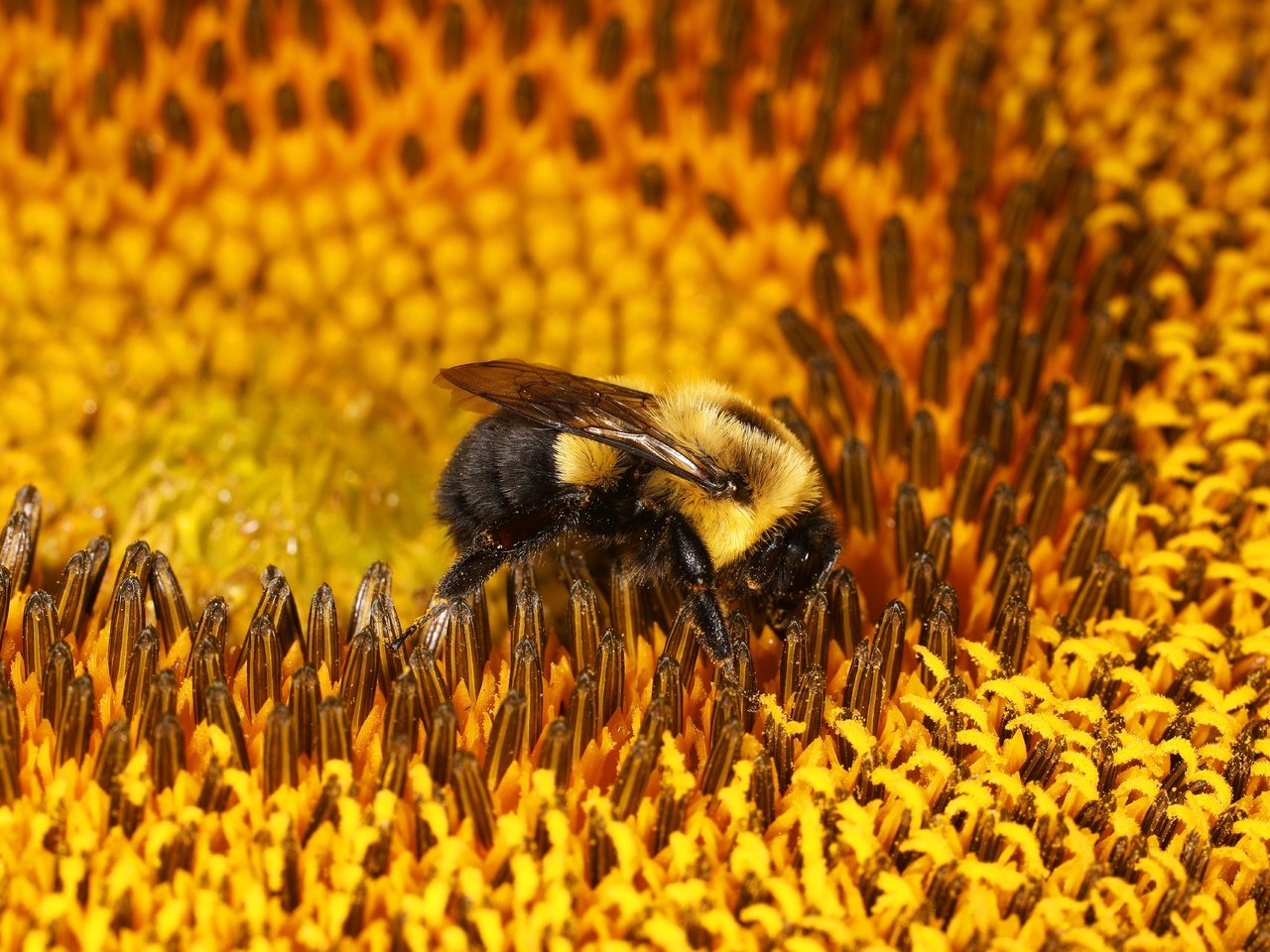 Обои макро, цветок, подсолнух, пчела, шмель, macro, flower, sunflower, bee, bumblebee разрешение 6720x4480 Загрузить