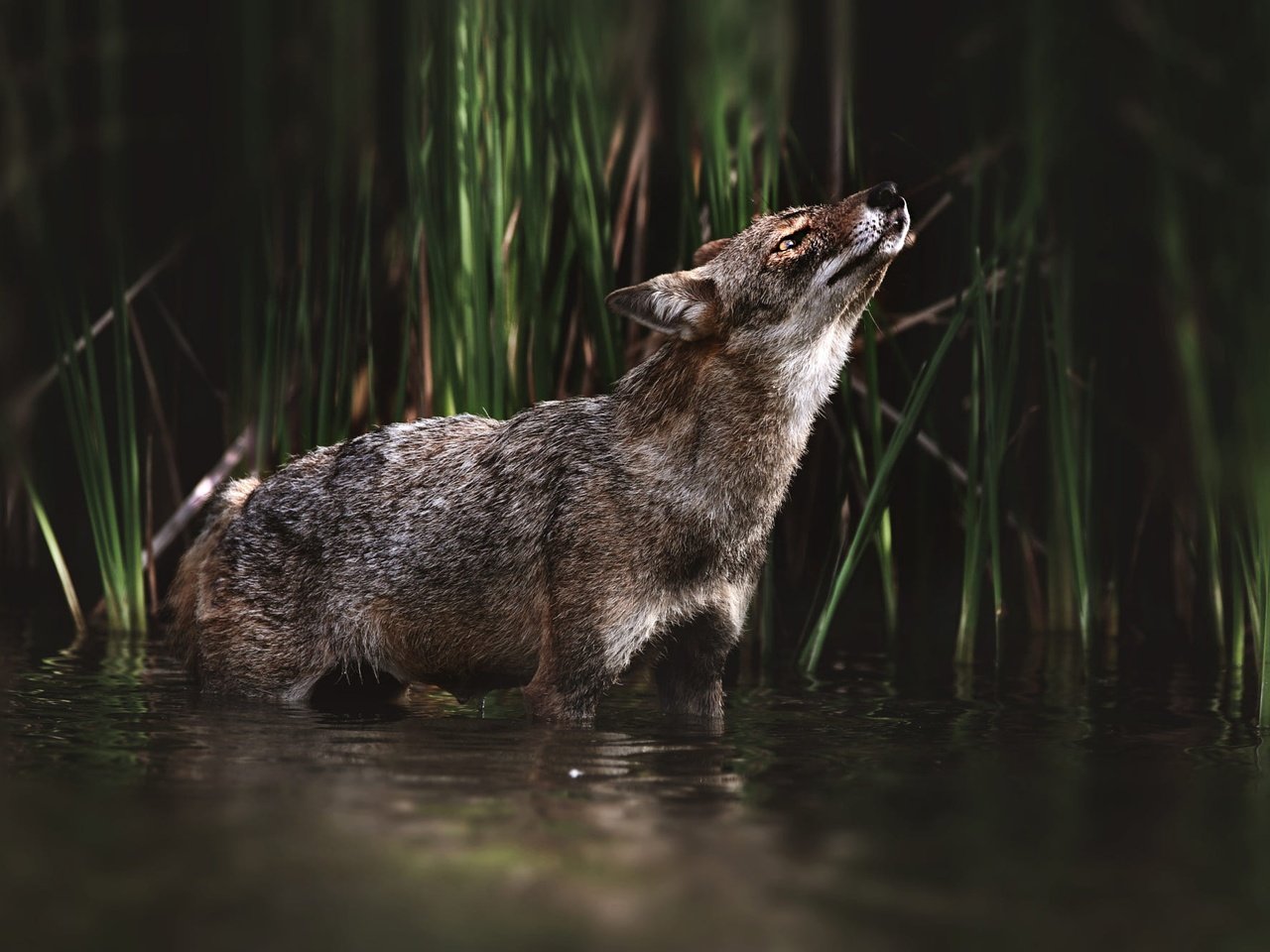 Обои морда, трава, взгляд, водоем, темный фон, купание, волк, койот, face, grass, look, pond, the dark background, bathing, wolf, coyote разрешение 2000x1333 Загрузить