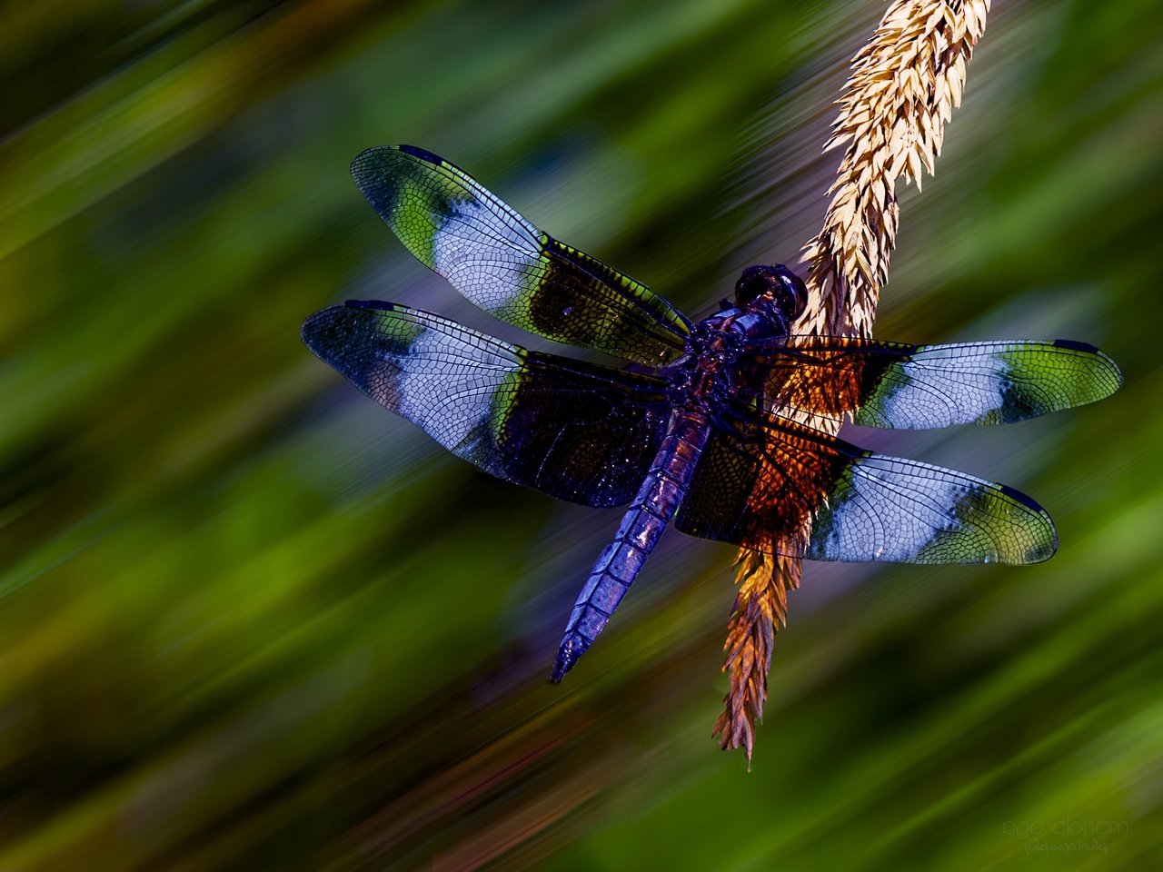 Обои макро, стрекоза, колосок, боке, macro, dragonfly, spike, bokeh разрешение 2711x1808 Загрузить