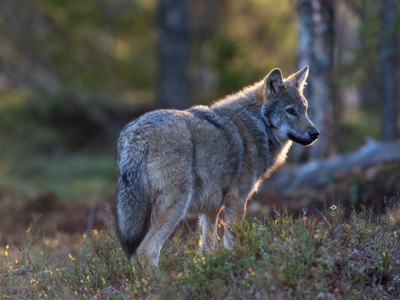 Обои природа, лес, серый, волк, nature, forest, grey, wolf разрешение 5568x3712 Загрузить