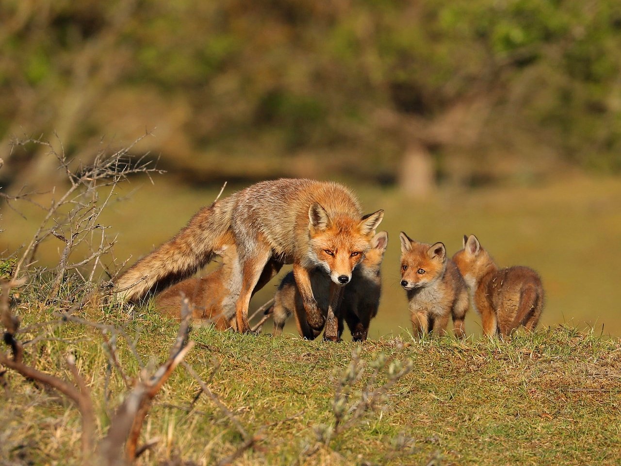 Обои природа, лиса, прогулка, мама, детеныши, лисенок, лисята, лисы, nature, fox, walk, mom, cubs разрешение 2000x1407 Загрузить