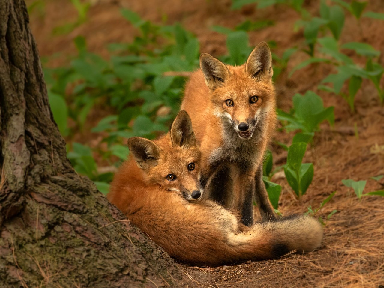 Обои природа, поза, взгляд, парочка, рыжие, лисята, лисы, nature, pose, look, a couple, red, cubs, fox разрешение 2880x2304 Загрузить