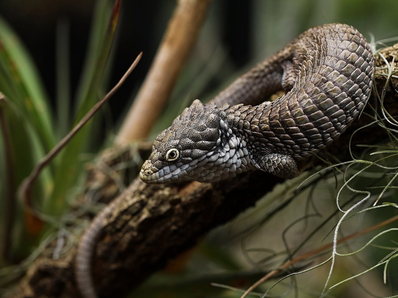 Обои ветка, листья, ящерица, темный фон, боке, branch, leaves, lizard, the dark background, bokeh разрешение 3840x2160 Загрузить