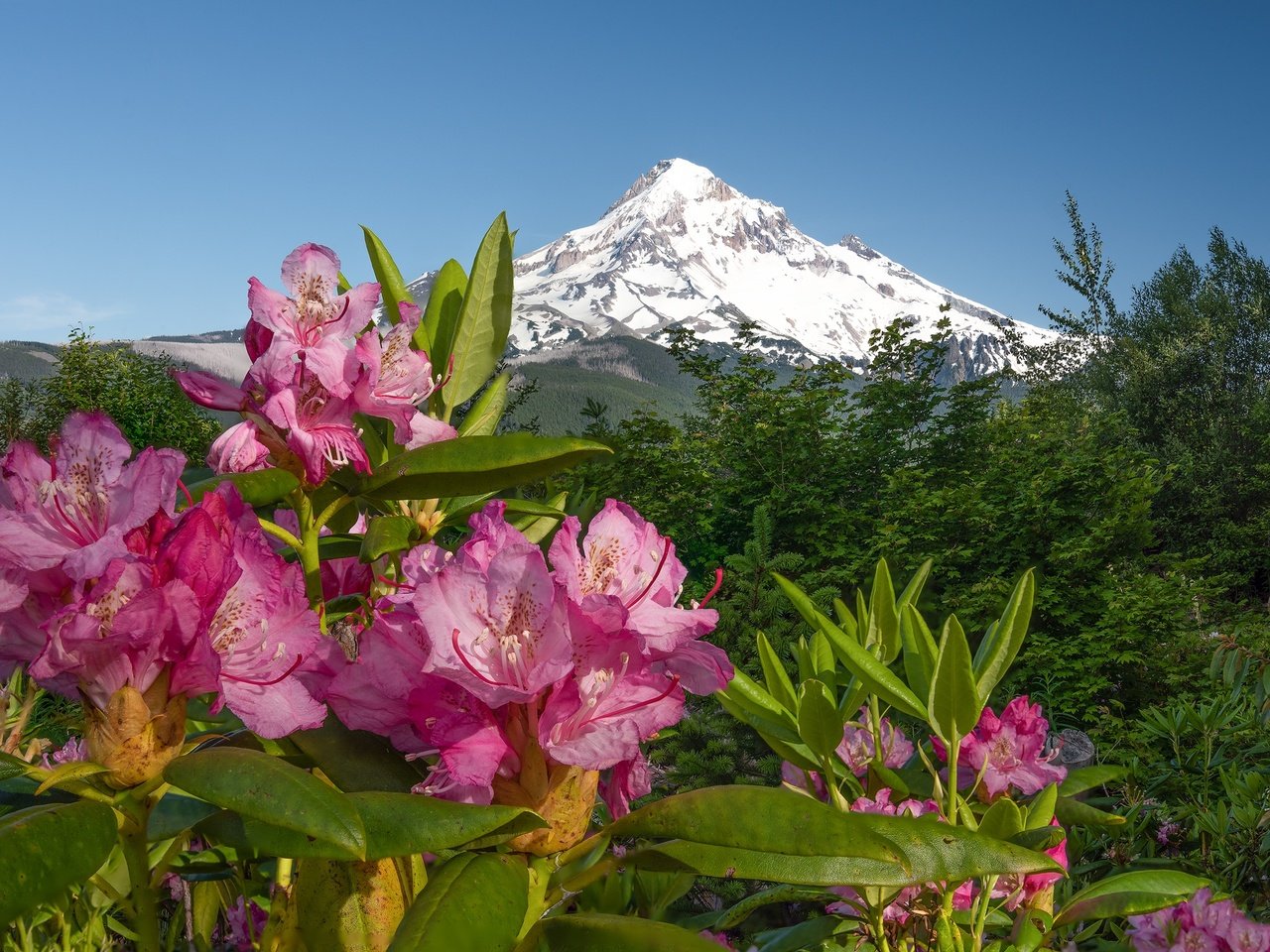 Обои цветы, горы, розовые, азалия, рододендроны, flowers, mountains, pink, azalea, rhododendrons разрешение 2048x1361 Загрузить