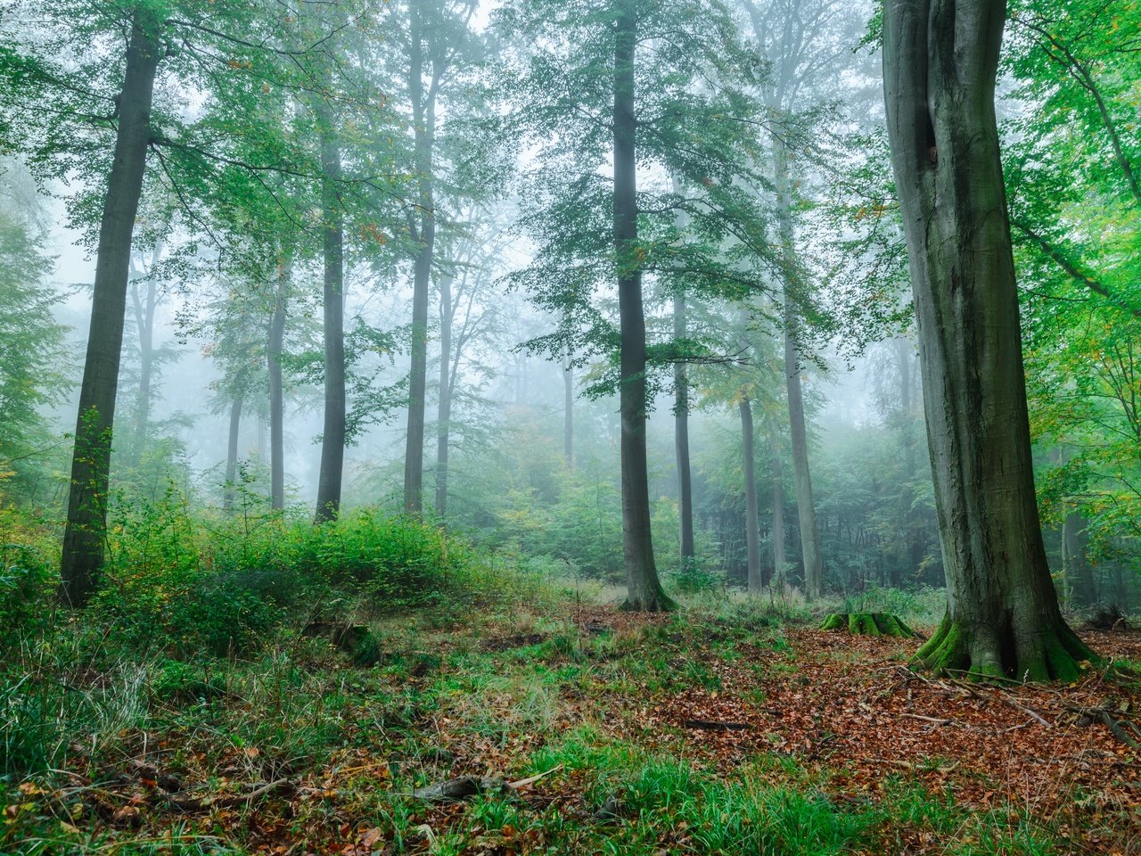 Обои деревья, зелень, лес, туман, ветки, осень, trees, greens, forest, fog, branches, autumn разрешение 5951x3788 Загрузить