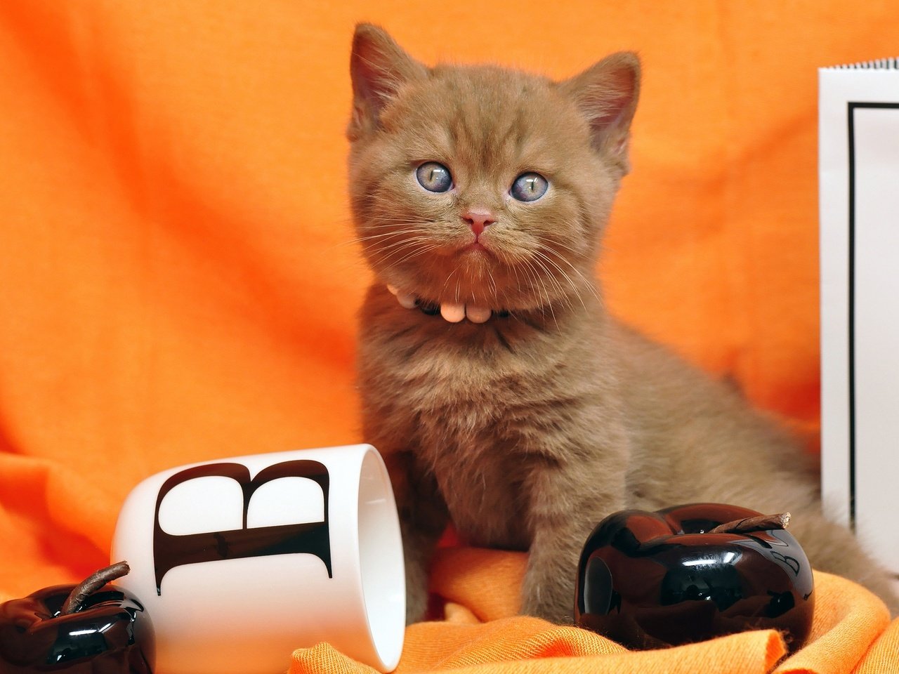 Обои кошка, взгляд, котенок, кружка, ткань, яблоко, британский, оранжевый фон, cat, look, kitty, mug, fabric, apple, british, orange background разрешение 2560x1700 Загрузить