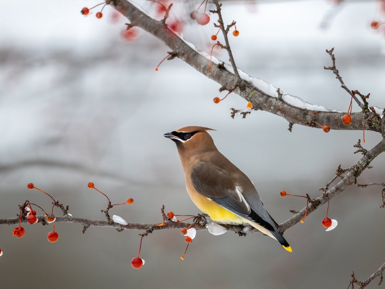 Обои снег, зима, фон, ветки, птица, ягоды, свиристель, snow, winter, background, branches, bird, berries, the waxwing разрешение 3840x2160 Загрузить