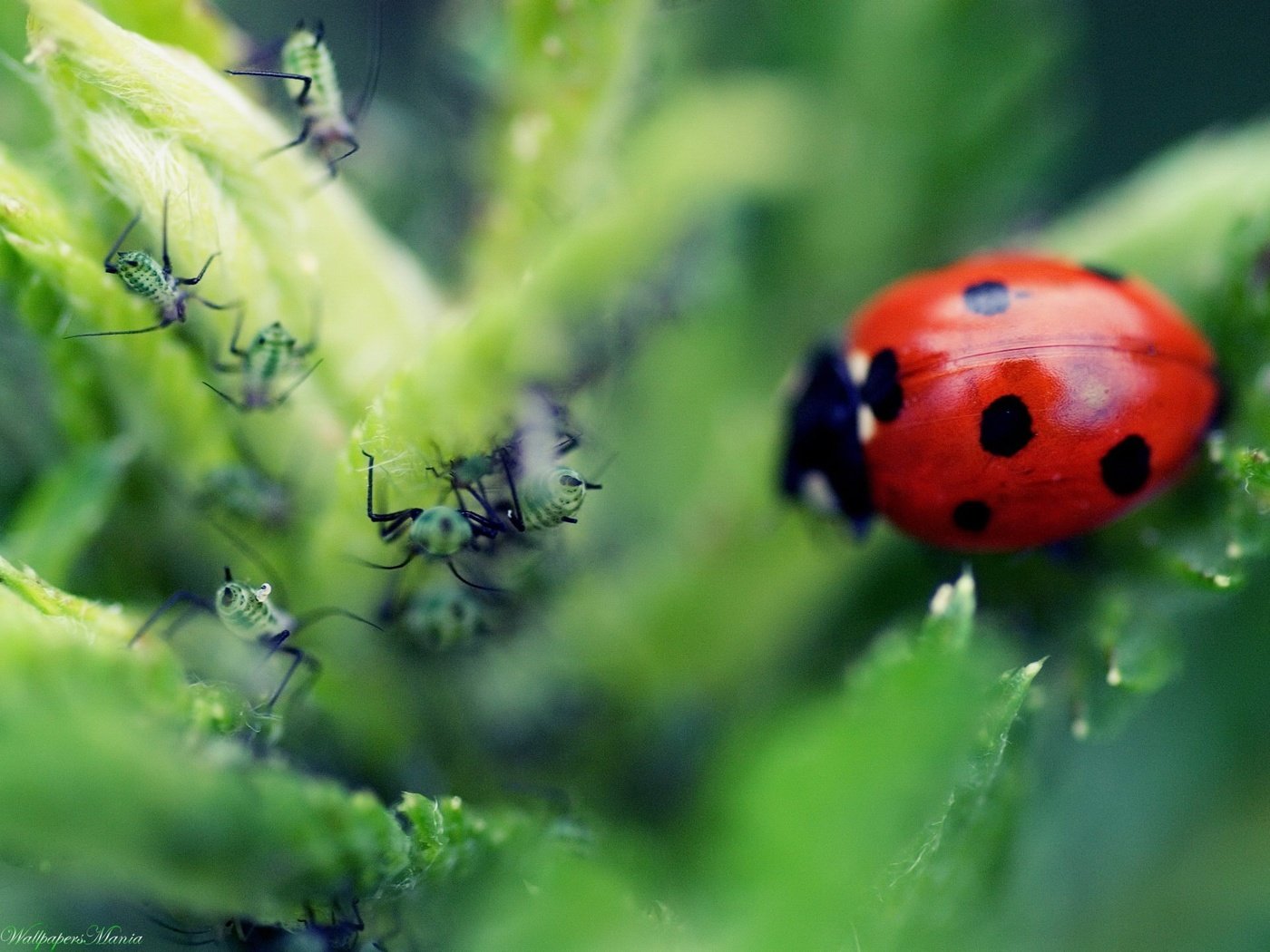 Обои макро, листок, божья коровка, муравей, macro, leaf, ladybug, ant разрешение 1920x1440 Загрузить