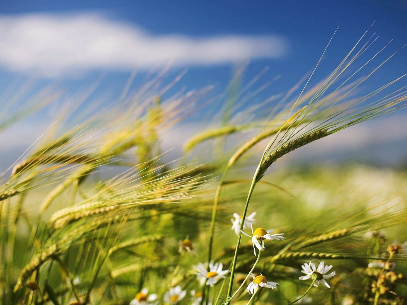 Обои цветы, поле, лето, пшеница, колоски, ромашки, ветер, flowers, field, summer, wheat, spikelets, chamomile, the wind разрешение 2560x1600 Загрузить