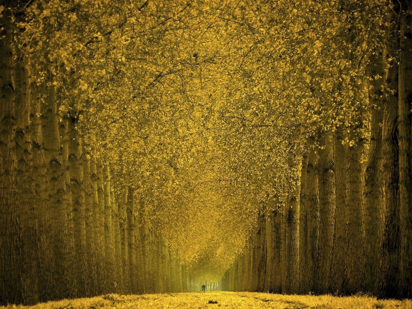 Обои деревья, листья, золото, аллея, trees, leaves, gold, alley разрешение 1920x1200 Загрузить