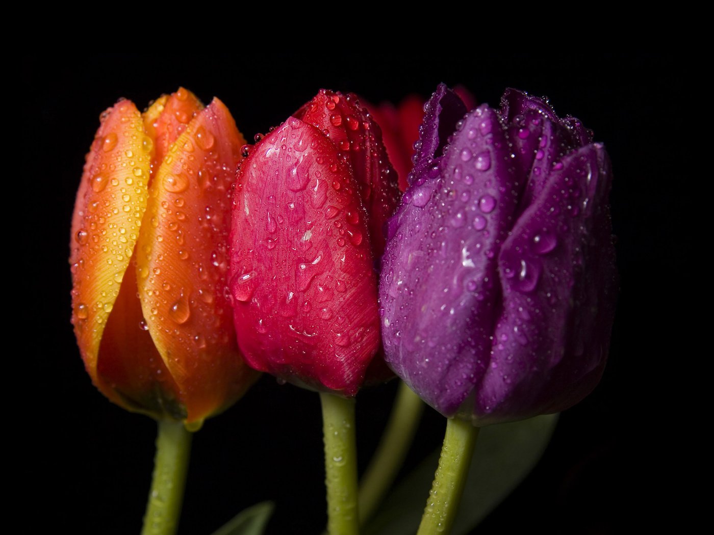 Обои макро, капли, цвет, фиолетовый, красный, ярко, оранжевый, три тюльпана, macro, drops, color, purple, red, bright, orange, three tulips разрешение 2560x1600 Загрузить