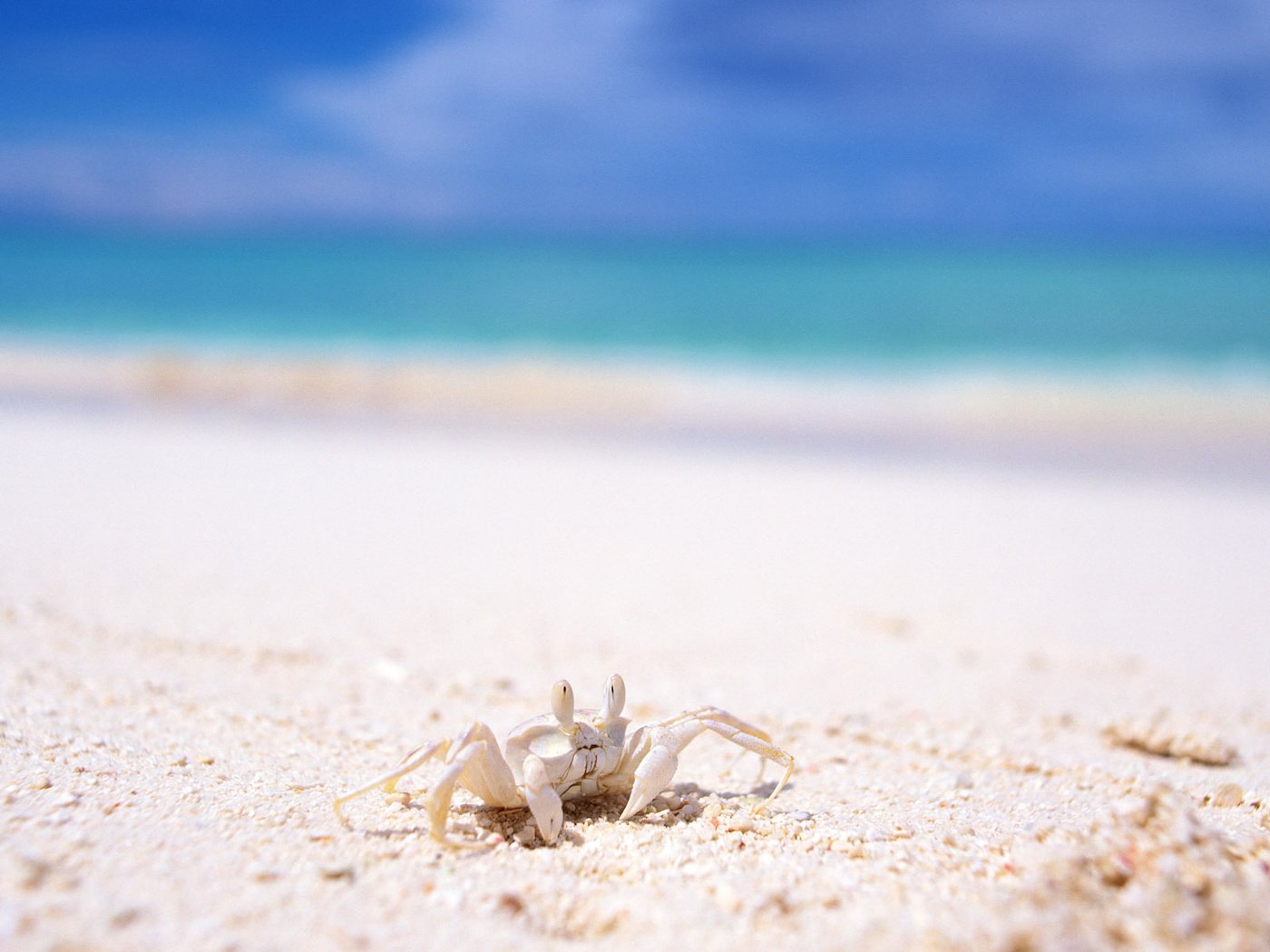 Обои море, песок, лето, отдых, краб, sea, sand, summer, stay, crab разрешение 1920x1200 Загрузить