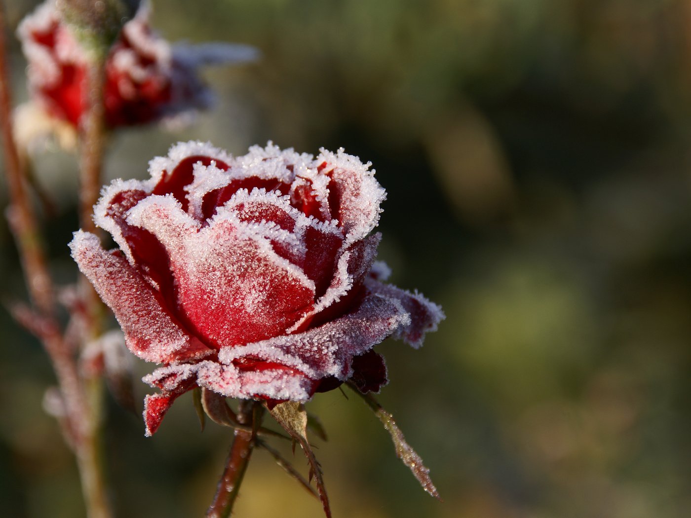 Обои цветы, макро, розы, иней, лепестки, красные, размытость, холод, flowers, macro, roses, frost, petals, red, blur, cold разрешение 3000x2000 Загрузить