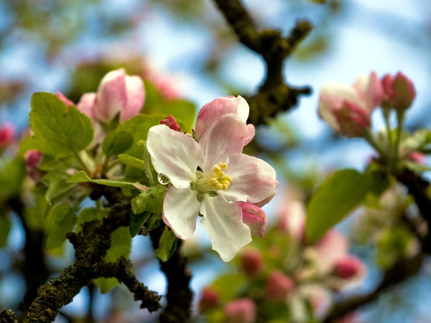 Обои цветы, дерево, весна, flowers, tree, spring разрешение 1920x1200 Загрузить