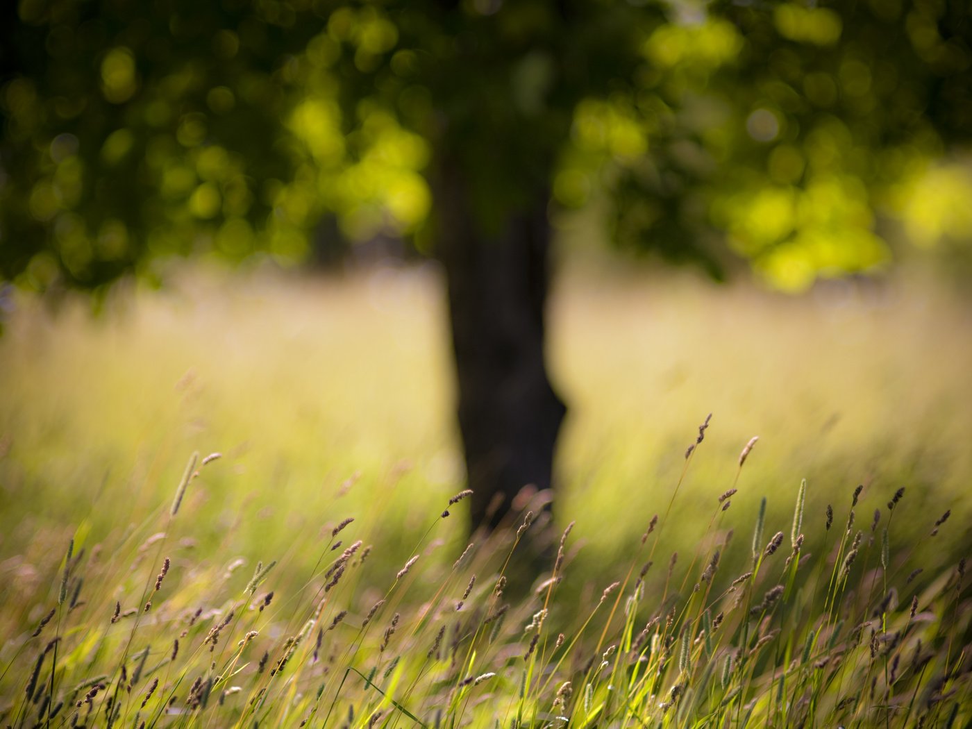 Обои трава, дерево, поле, grass, tree, field разрешение 4368x2912 Загрузить