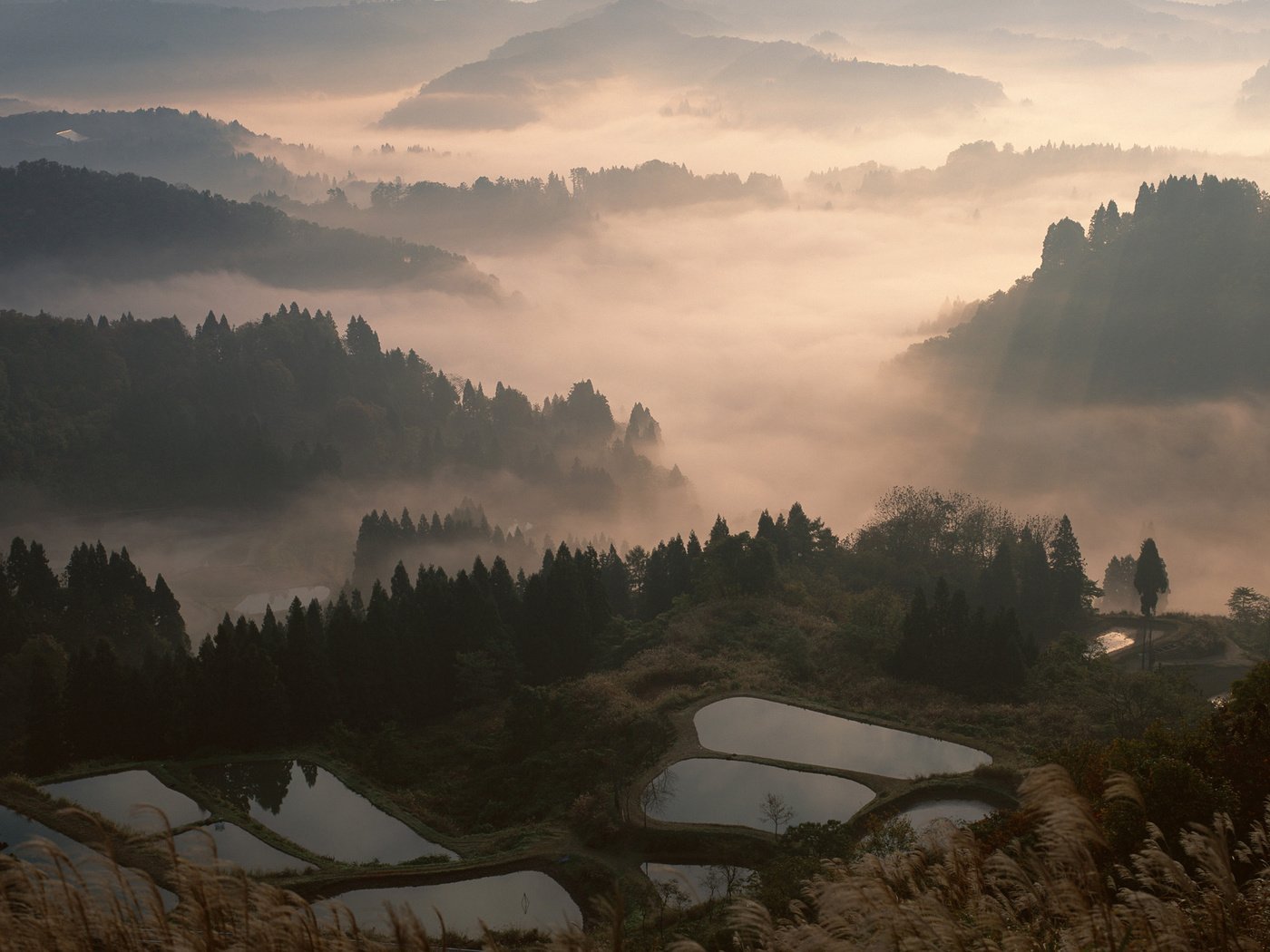 Обои лес, туман, япония, forest, fog, japan разрешение 2560x1600 Загрузить