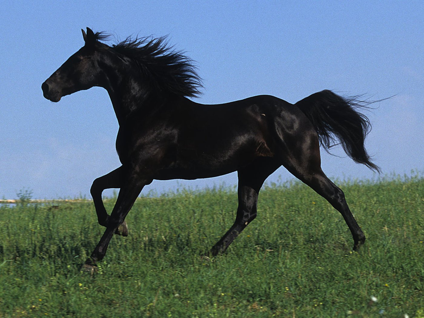 фотографии черной лошади