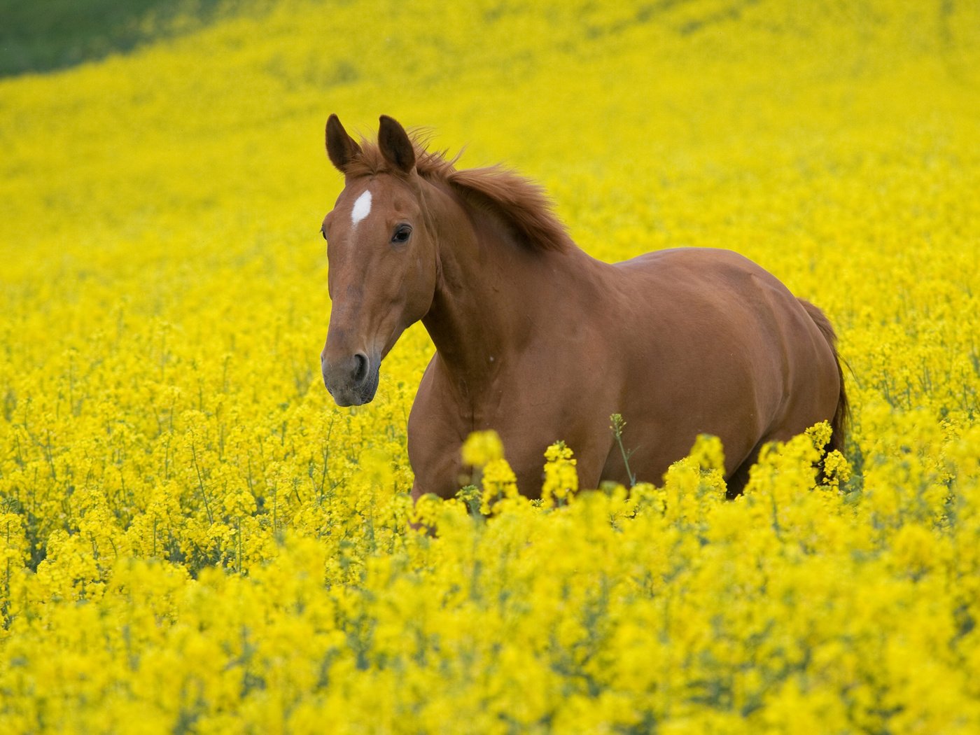 Обои лошади, небо, кони, цветы, конь, желтые, лошадь, природа, жеребец, растения, фото, животные, поле, the sky, horses, flowers, yellow, horse, nature, stallion, plants, photo, animals, field разрешение 2560x1707 Загрузить