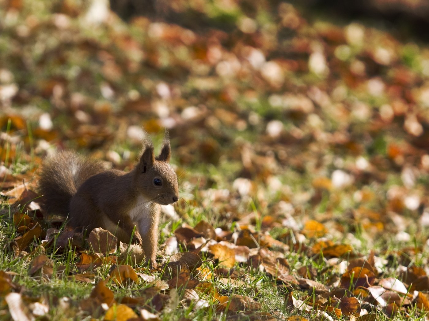 Обои листья, взгляд, белка, leaves, look, protein разрешение 2560x1600 Загрузить