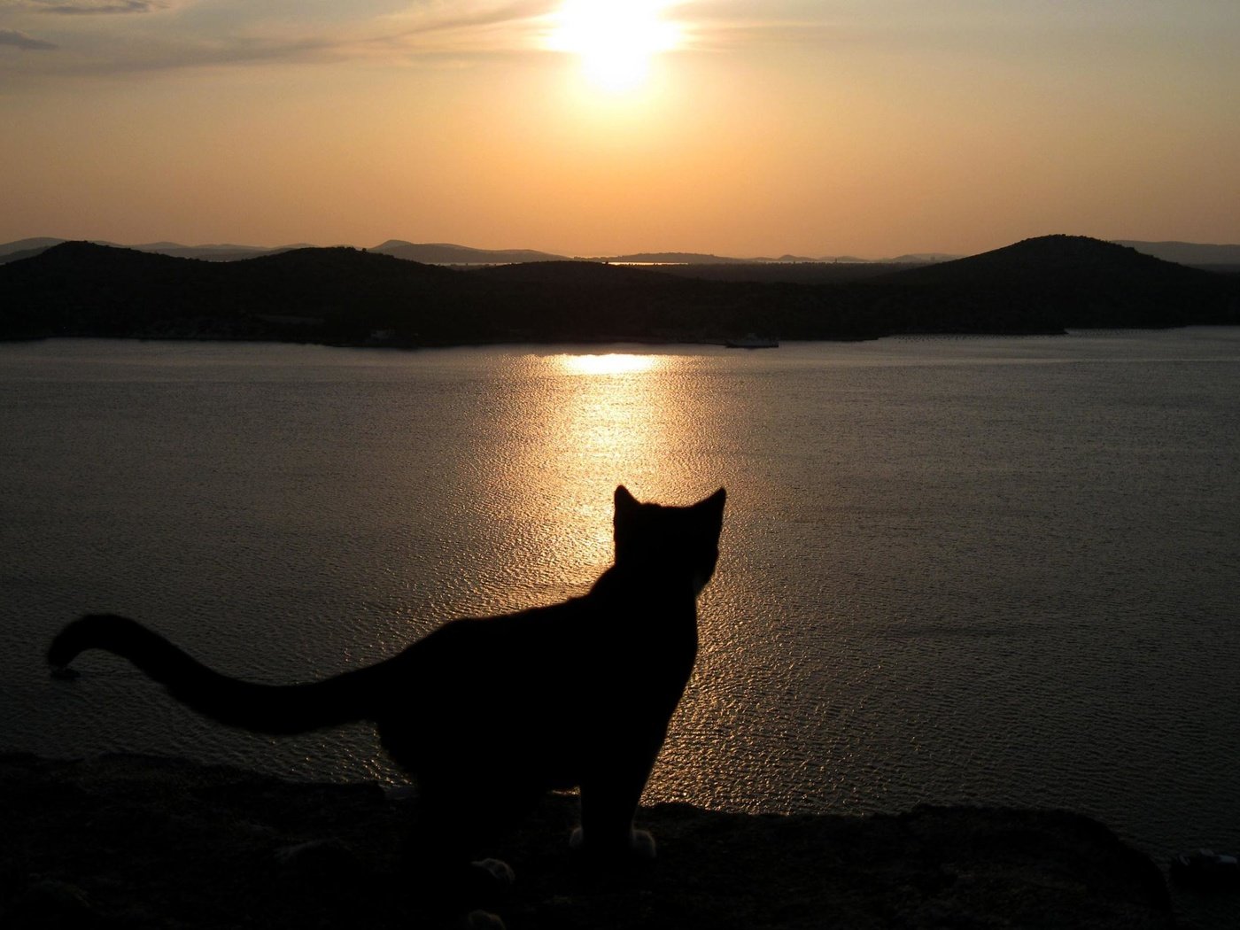 Обои вечер, озеро, кошка, хвост, the evening, lake, cat, tail разрешение 2560x1600 Загрузить