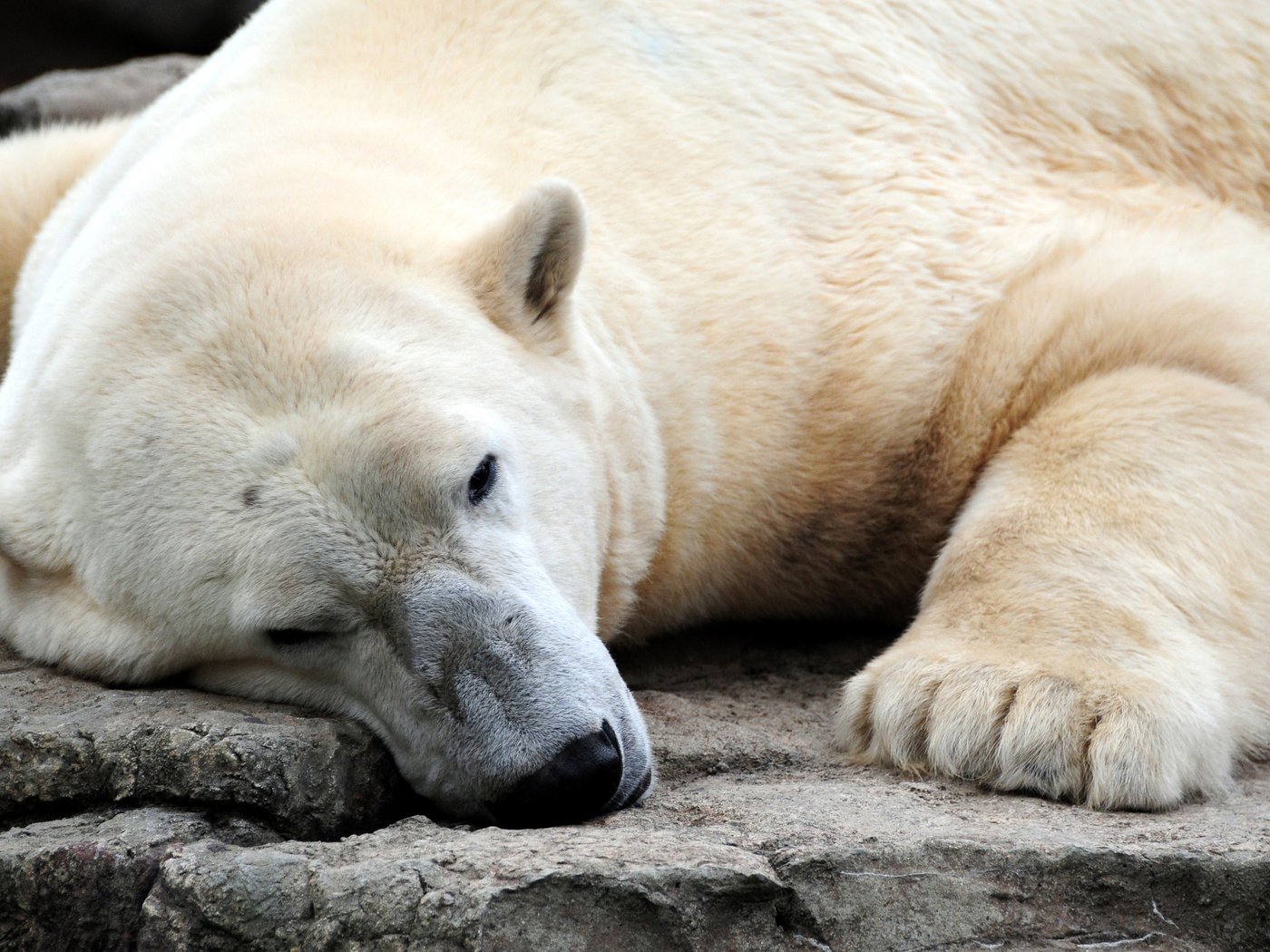 Обои медведь, белый медведь, bear, polar bear разрешение 2560x1600 Загрузить