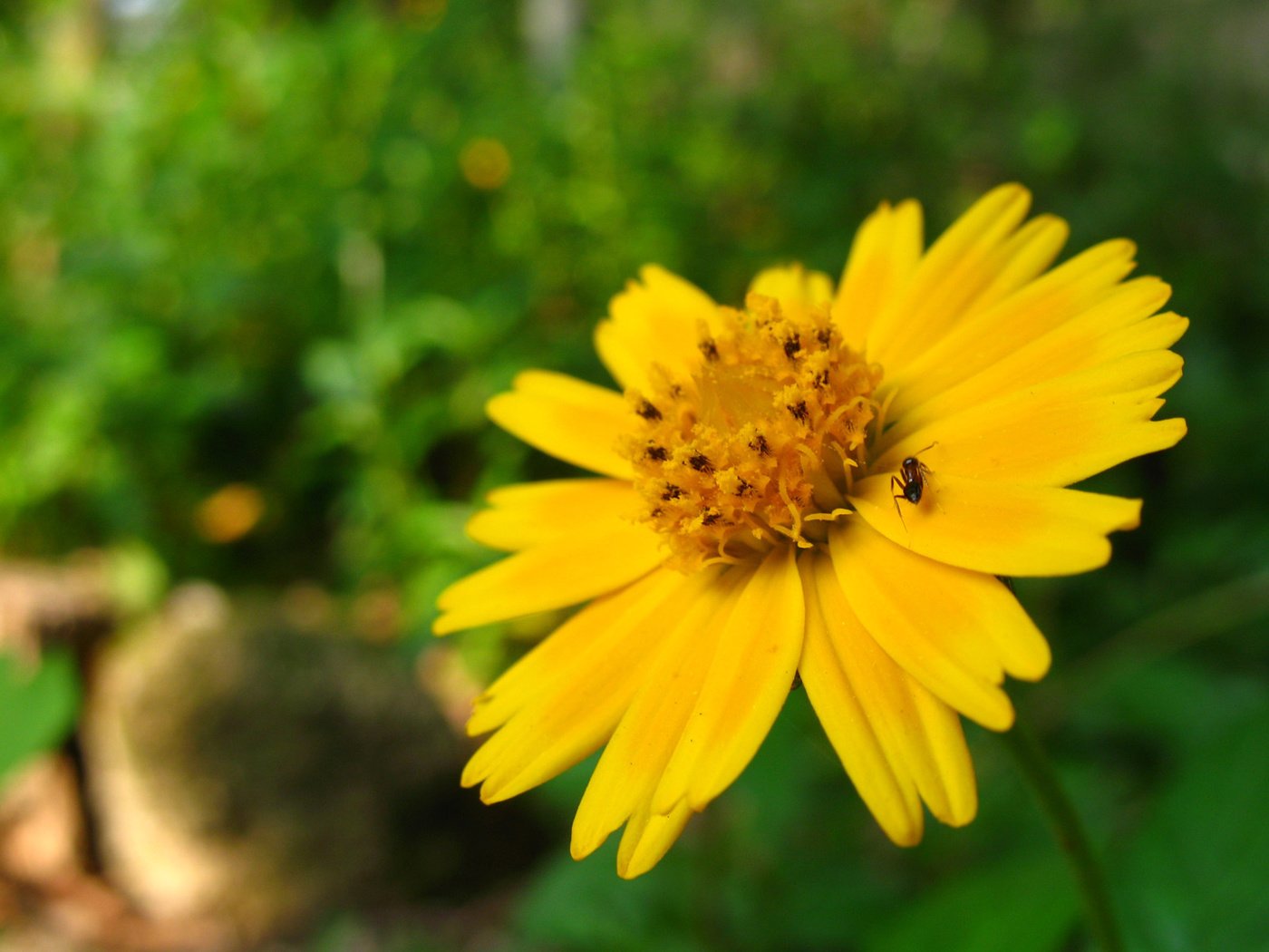 Обои желтый, макро, насекомое, цветок, лето, лепестки, yellow, macro, insect, flower, summer, petals разрешение 1920x1200 Загрузить