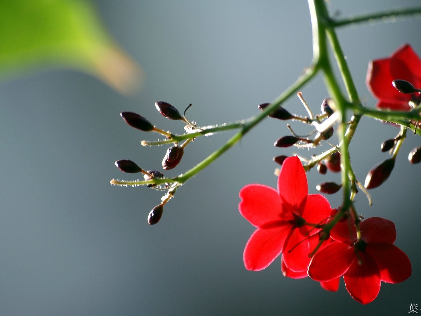 Обои цветы, листья, макро, лепестки, красные, стебель, flowers, leaves, macro, petals, red, stem разрешение 1920x1200 Загрузить