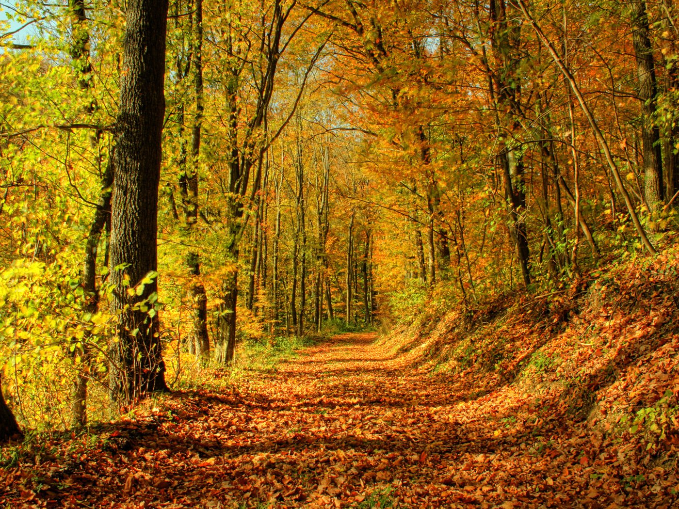 Обои деревья, солнце, лес, листья, листва, осень, тропа, trees, the sun, forest, leaves, foliage, autumn, trail разрешение 1920x1200 Загрузить