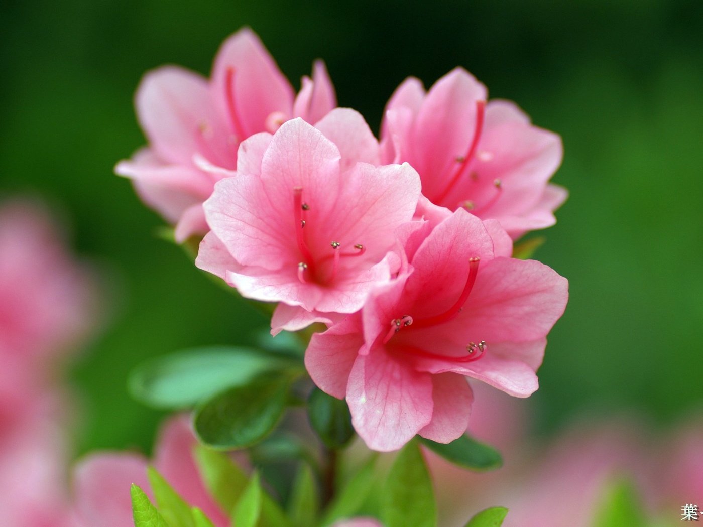 Обои цветы, розовые, азалия, flowers, pink, azalea разрешение 1920x1200 Загрузить