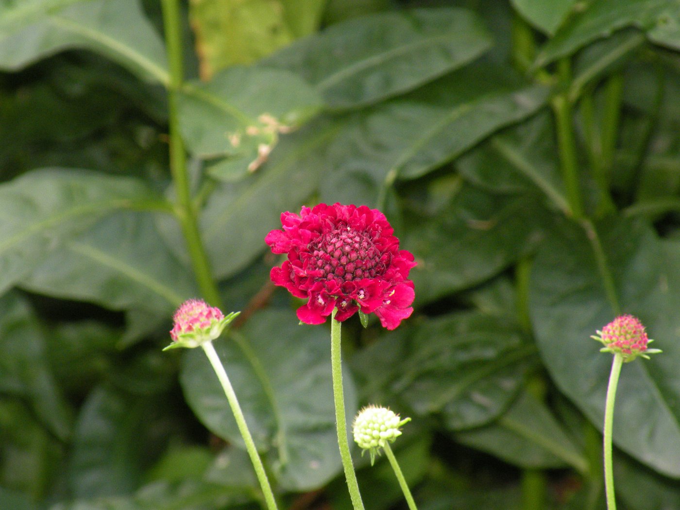 Обои цветы, листья, стебли, скабиоза, flowers, leaves, stems, scabious разрешение 1920x1200 Загрузить