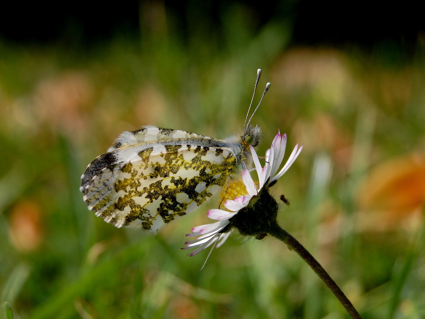 Обои лето, бабочка, маргаритка, summer, butterfly, daisy разрешение 2560x1600 Загрузить