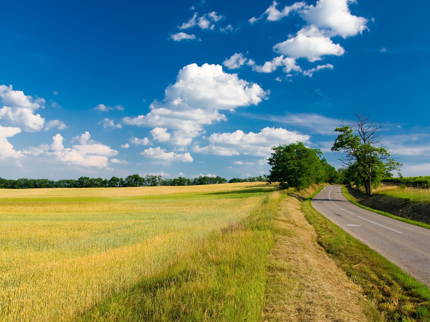 Обои небо, дорога, трава, облака, деревья, поле, лето, the sky, road, grass, clouds, trees, field, summer разрешение 2560x1600 Загрузить