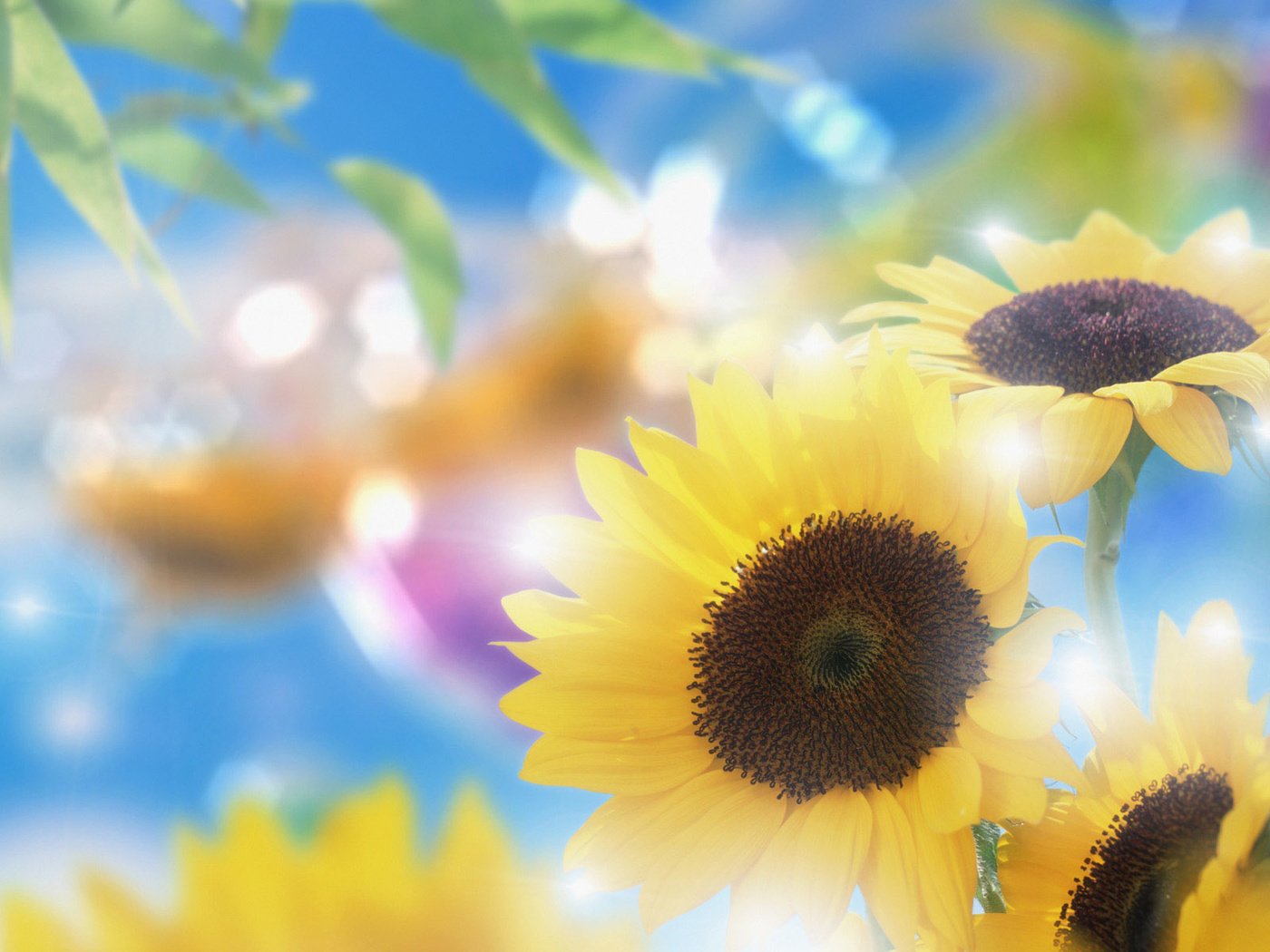 Обои цветы, лепестки, подсолнухи, желтые, боке, flowers, petals, sunflowers, yellow, bokeh разрешение 1920x1200 Загрузить