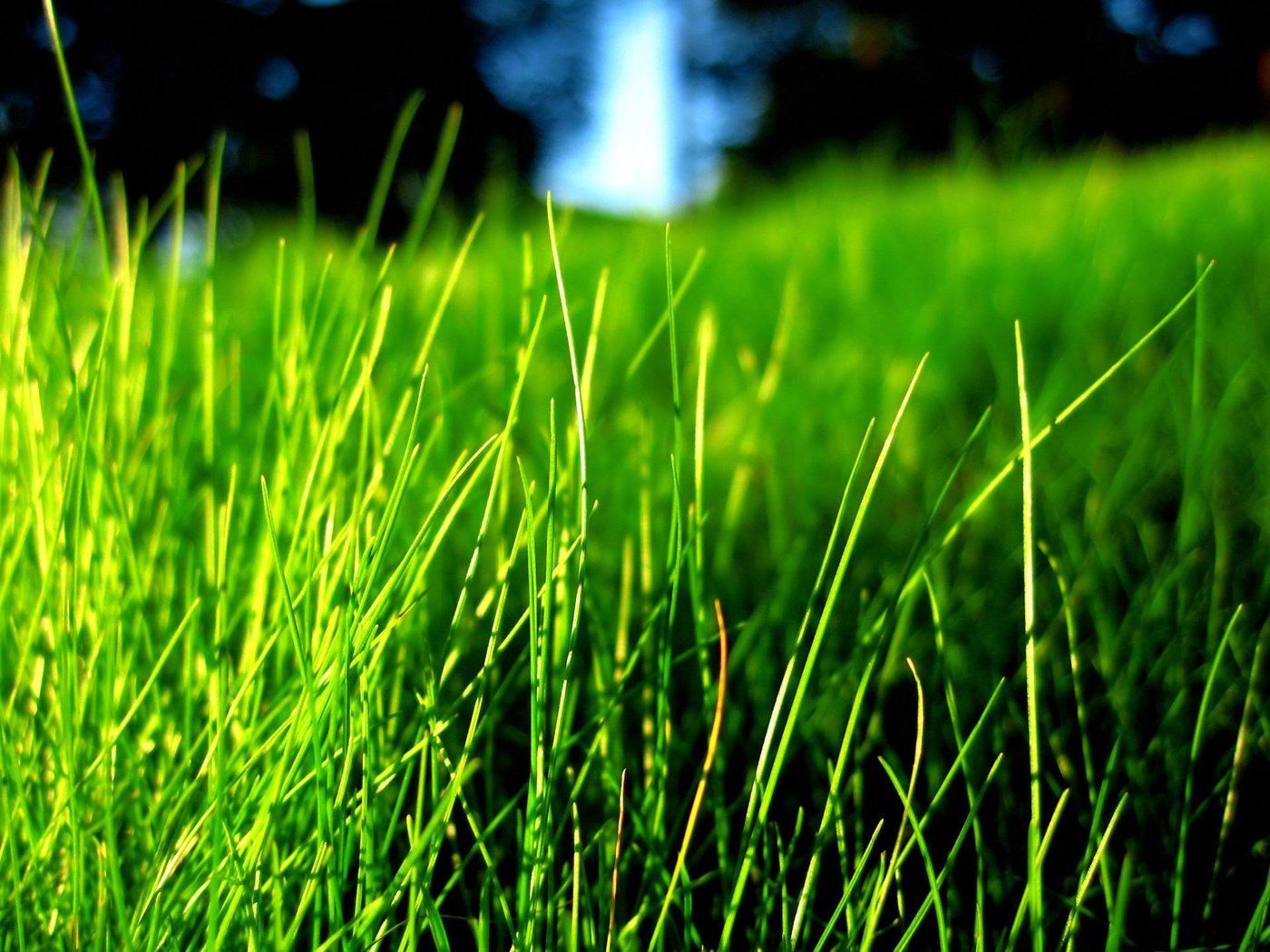 Обои трава, природа, зелень, размытость, grass, nature, greens, blur разрешение 1920x1440 Загрузить