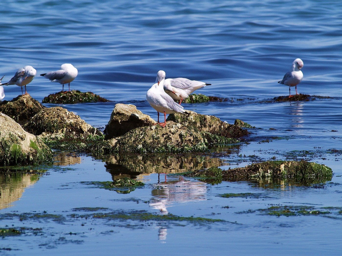 Обои вода, камни, море, птицы, чайки, water, stones, sea, birds, seagulls разрешение 1920x1200 Загрузить