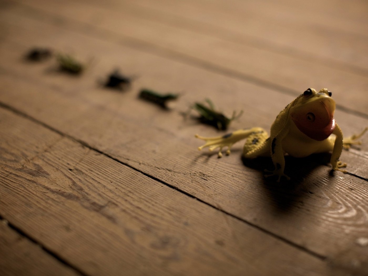 Обои фон, лягушка, пол, лягушонок, кузнечики, background, frog, floor, grasshoppers разрешение 1920x1200 Загрузить