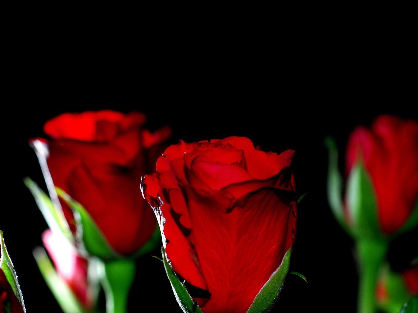 Обои макро, фон, розы, красные, черный, черный фон, macro, background, roses, red, black, black background разрешение 1920x1200 Загрузить