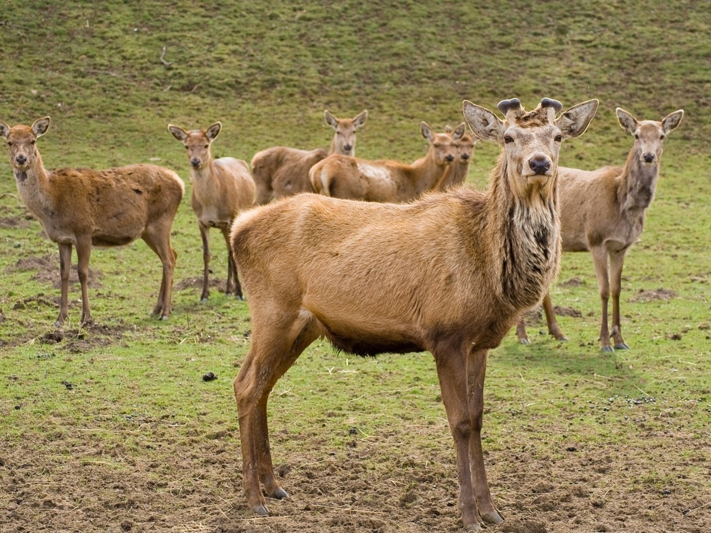 Обои олени, deer разрешение 1920x1200 Загрузить