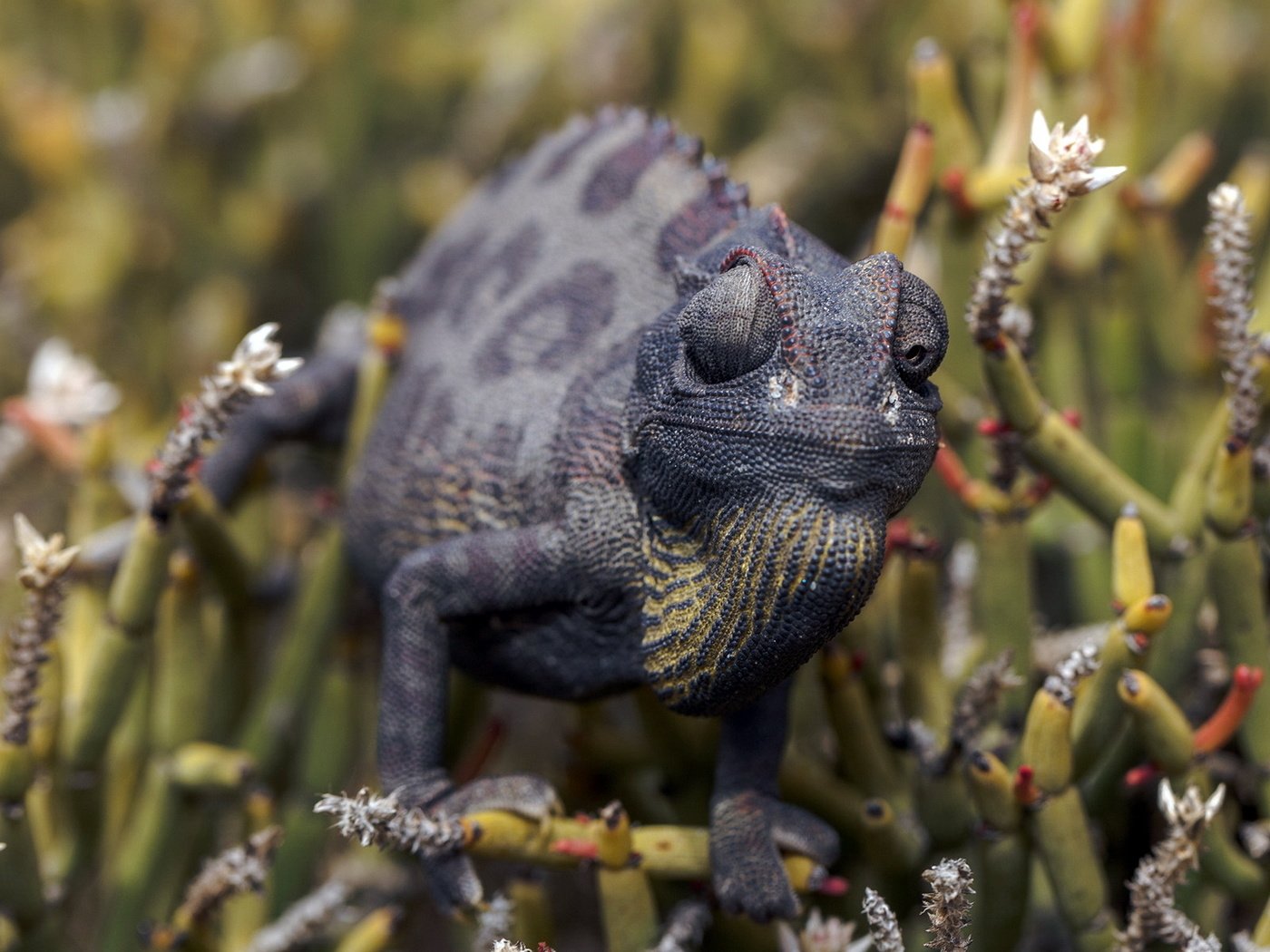 Обои природа, фон, ящерица, растение, хамелеон, рептилия, пресмыкающиеся, nature, background, lizard, plant, chameleon, reptile, reptiles разрешение 1920x1200 Загрузить