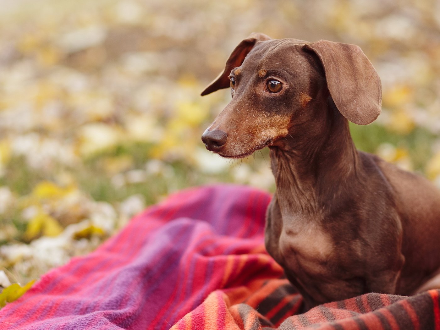 Обои природа, взгляд, собака, плед, такса, nature, look, dog, plaid, dachshund разрешение 2560x1600 Загрузить