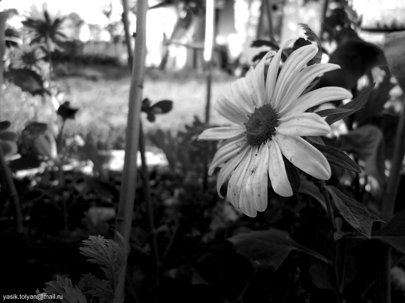 Обои цветок, черно белый, лепестки, flower, black and white, petals разрешение 4000x3000 Загрузить