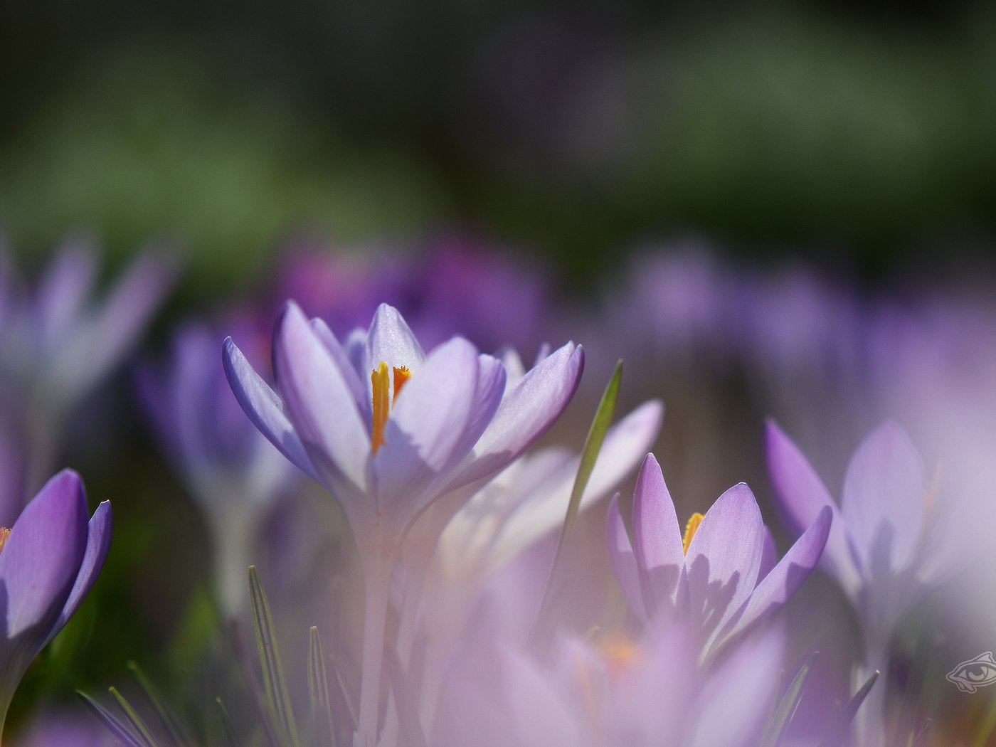 Обои весна, первоцвет, крокусы, makro, cyety, леспестки, spring, primrose, crocuses, lepestki разрешение 1920x1280 Загрузить