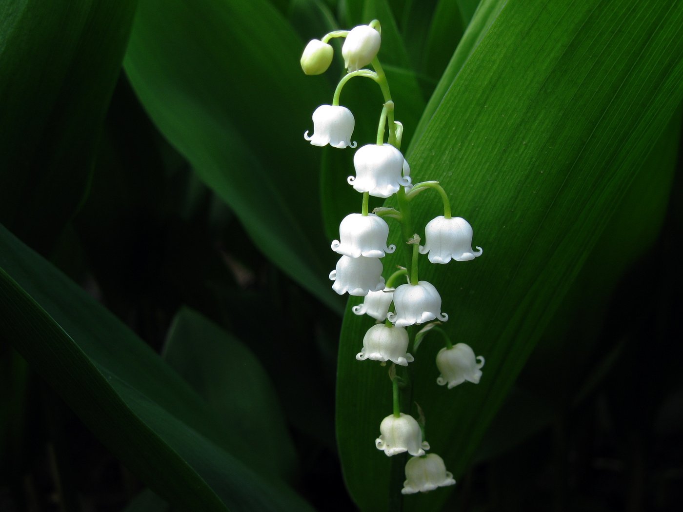 Обои листья, макро, ландыши, белые, стебли, cvety, leto, leaves, macro, lilies of the valley, white, stems разрешение 1920x1200 Загрузить