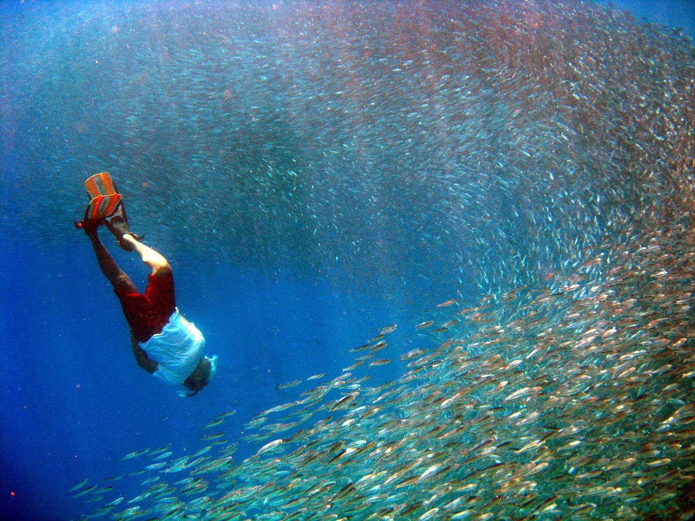 Обои рыбы, тропики, мальдивы, дайвинг, fish, tropics, the maldives, diving разрешение 3264x2448 Загрузить