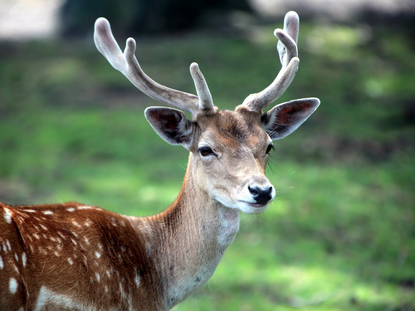 Обои трава, олень, животное, рога, пятнистый, пятнистый олень, grass, deer, animal, horns, spotted разрешение 2560x1600 Загрузить