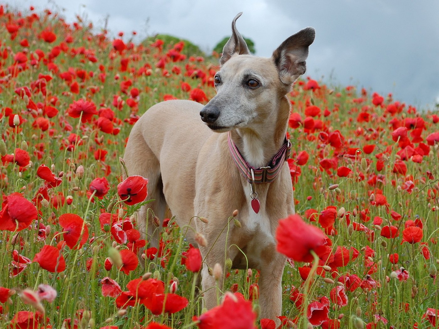 Обои поле, взгляд, собака, маки, ошейник, field, look, dog, maki, collar разрешение 1920x1200 Загрузить